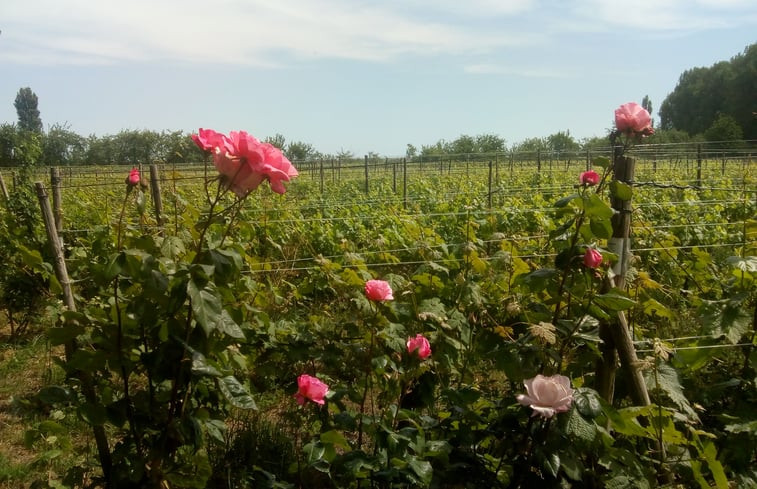 Natuurhuisje in Simonshaven