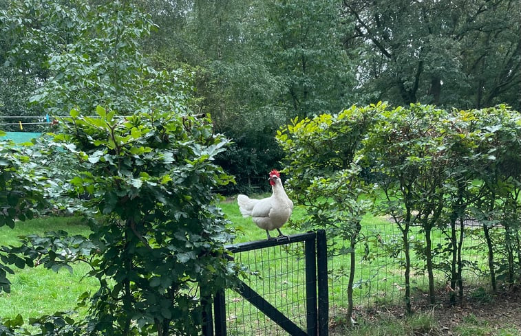 Natuurhuisje in Lemele