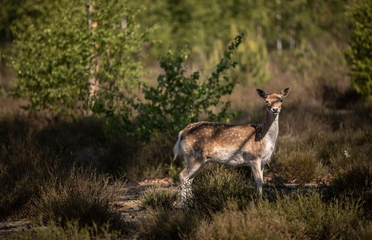 Natuurhuisje in Hechtel-Eksel