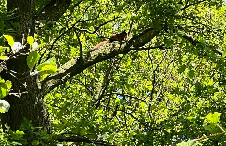 Natuurhuisje in Vriezenveen