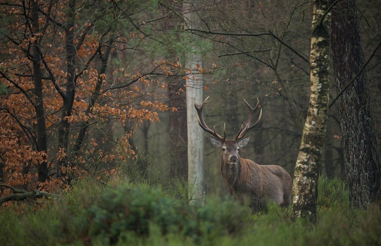 Natuurhuisje in Wissel bij Epe