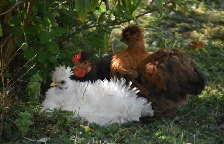 Natuurhuisje in LaChapelle-Auzac - Souillac