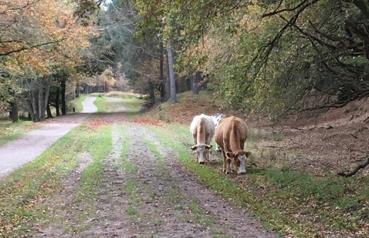 Natuurhuisje in Dwingeloo