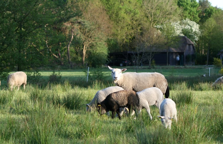 Natuurhuisje in Uffelte