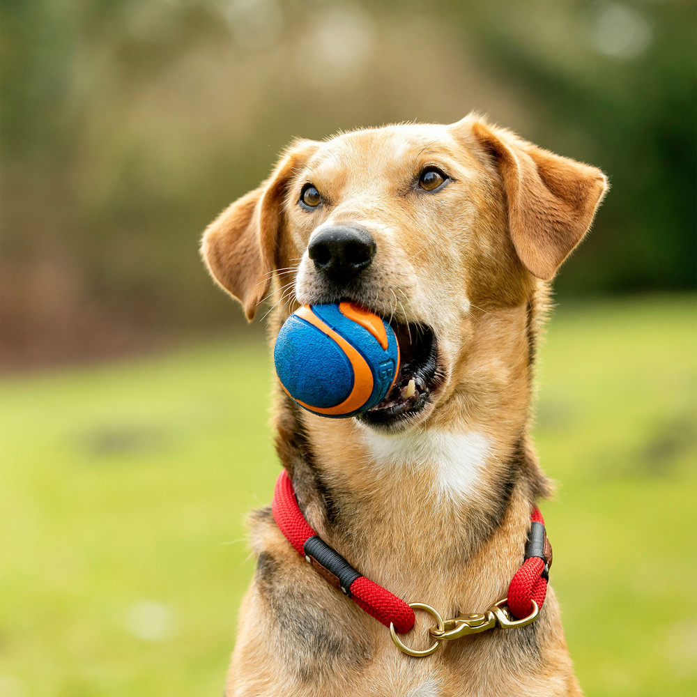 Chuckit! Honden-rubberbal Ultra Squeaker, blauw-oranje, Maat: L