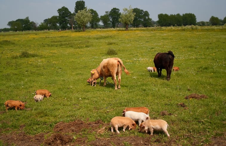 Natuurhuisje in Zalk