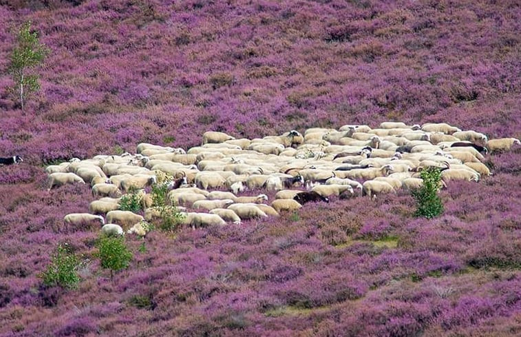 Natuurhuisje in Nunspeet