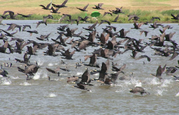 Natuurhuisje in Makkum (Friesland)