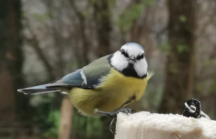 Natuurhuisje in Nunspeet