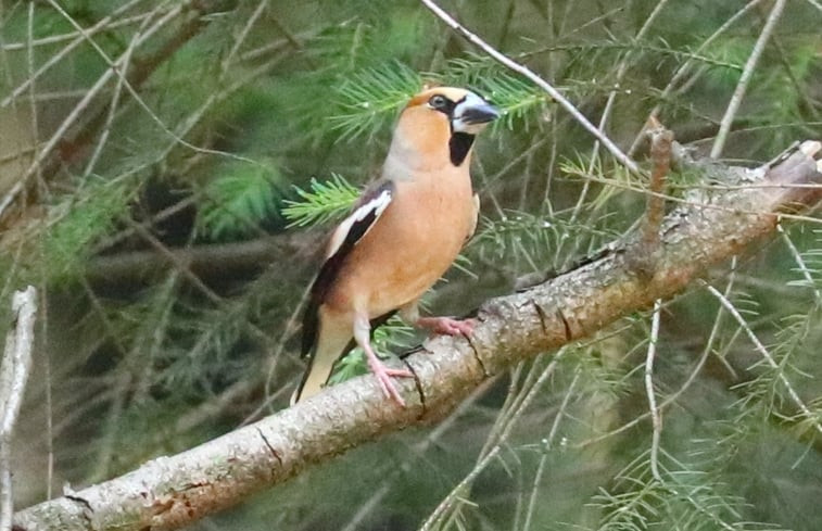 Natuurhuisje in Holten