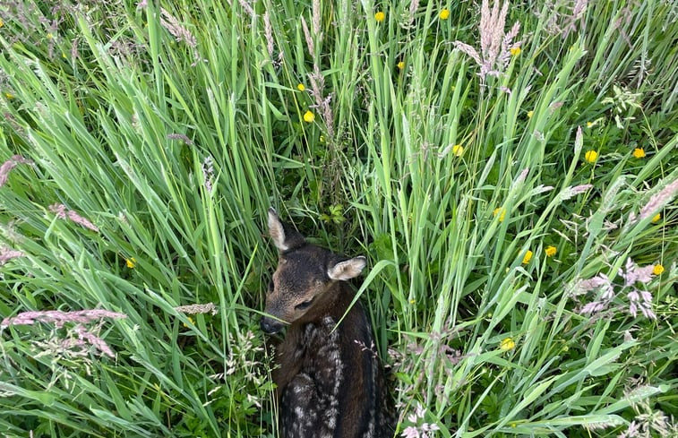 Natuurhuisje in Eeserveen