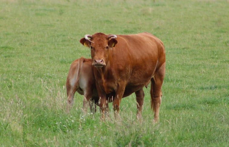 Natuurhuisje in Okkenbroek