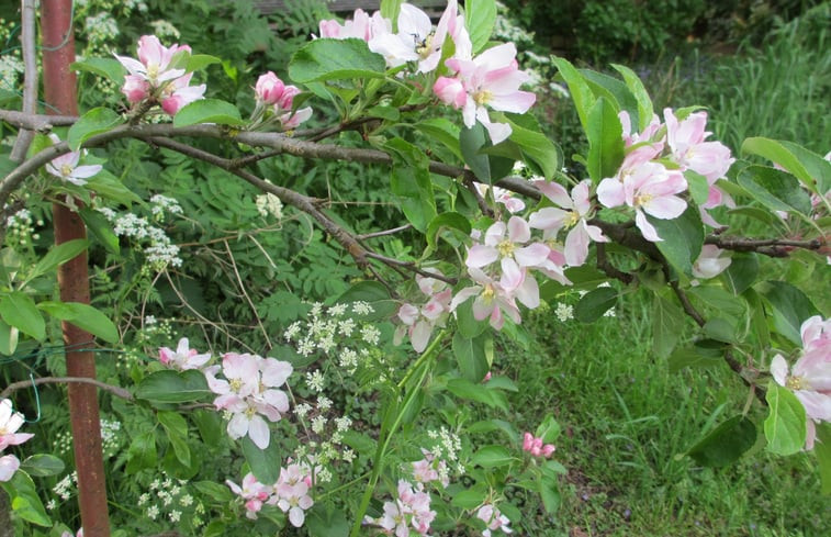 Natuurhuisje in Hurwenen