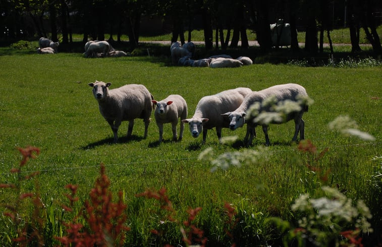 Natuurhuisje in Lemmer