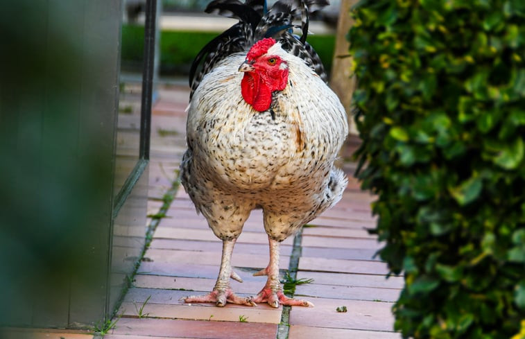 Natuurhuisje in Reningelst