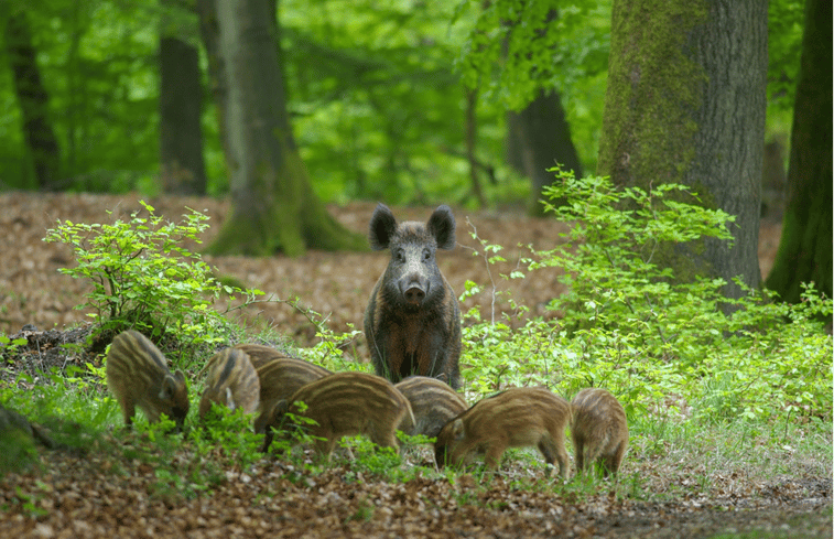 Natuurhuisje in Ermelo