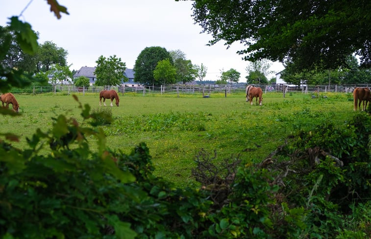 Natuurhuisje in Büllingen