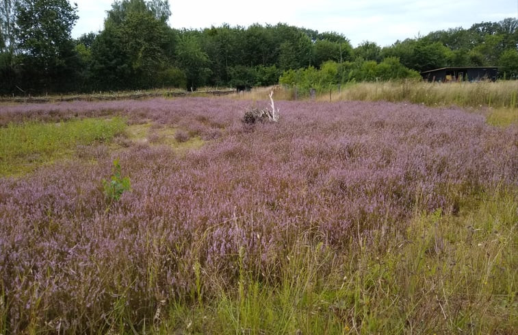 Natuurhuisje in Odiliapeel