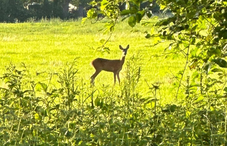 Natuurhuisje in Wateren