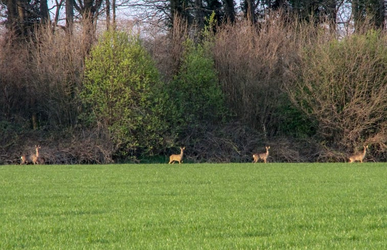 Natuurhuisje in Ambt Delden