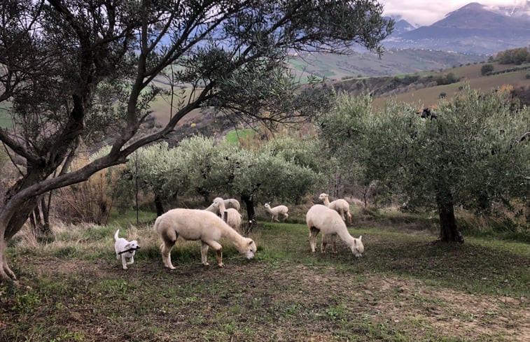 Natuurhuisje in Villa San Vincenzo