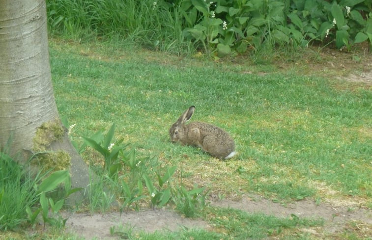 Natuurhuisje in Bennekom