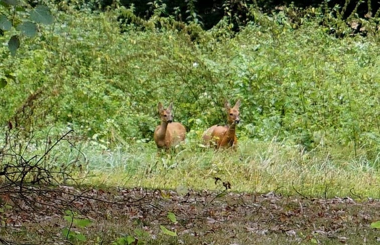 Natuurhuisje in Job