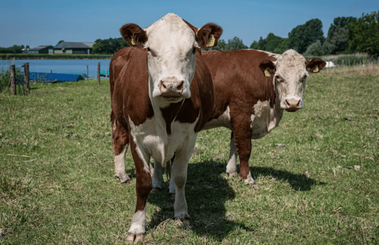 Natuurhuisje in Steenbergen