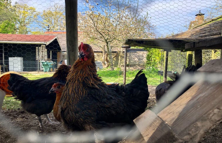 Natuurhuisje in Schoorl