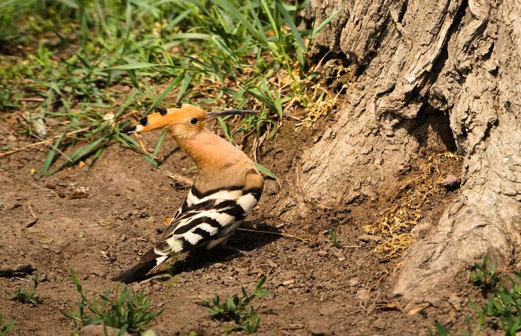 Natuurhuisje in Tiszagyenda