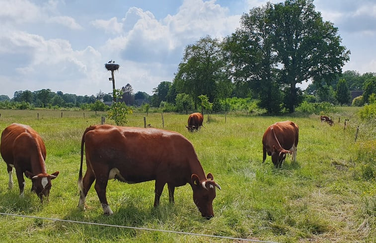 Natuurhuisje in Empe