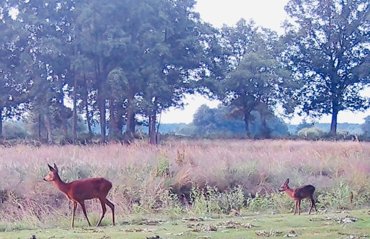 Natuurhuisje in Doldersum