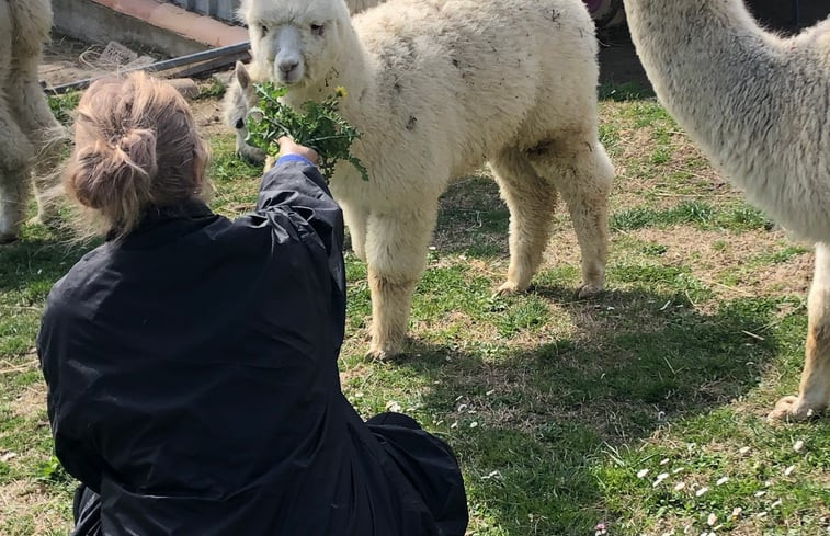 Natuurhuisje in Villa San Vincenzo