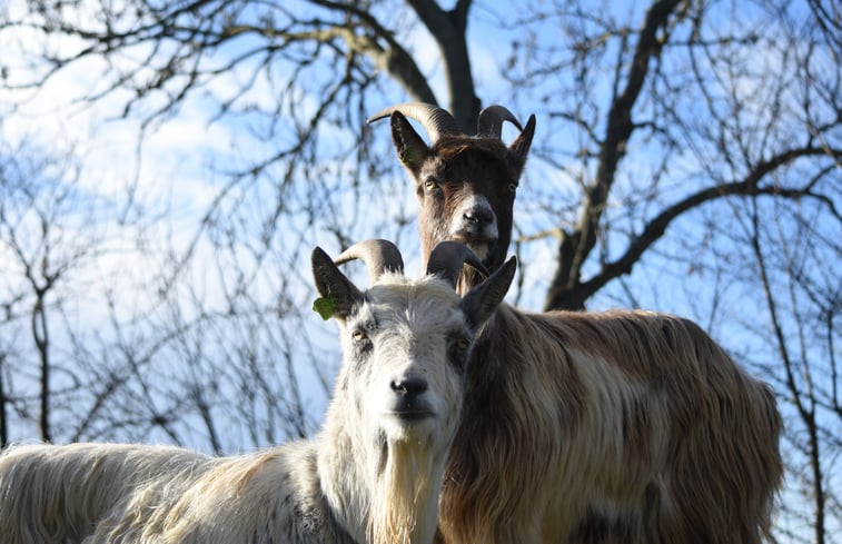 Natuurhuisje in Ulrum