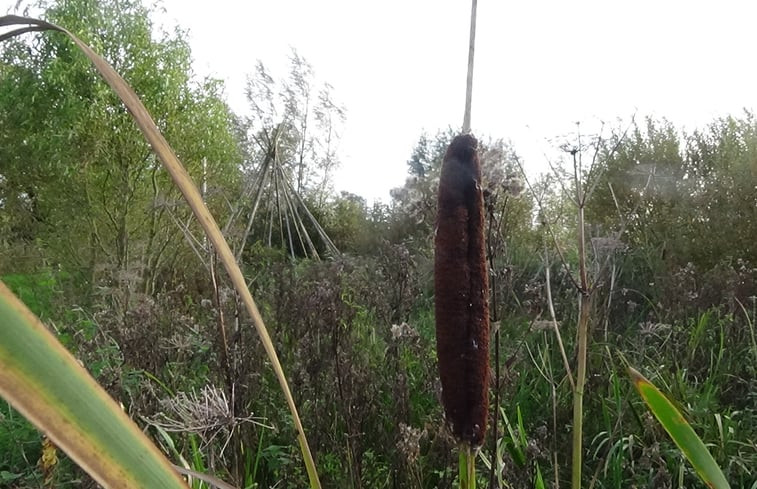 Natuurhuisje in Grou