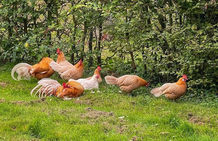 Natuurhuisje in Winterswijk