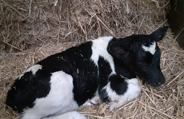 Natuurhuisje in Woerdense Verlaat