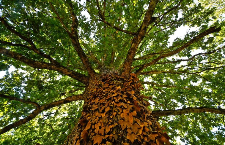 Natuurhuisje in Saint Plaisir