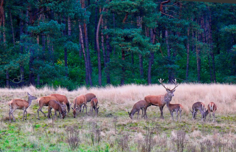 Natuurhuisje in Bennekom