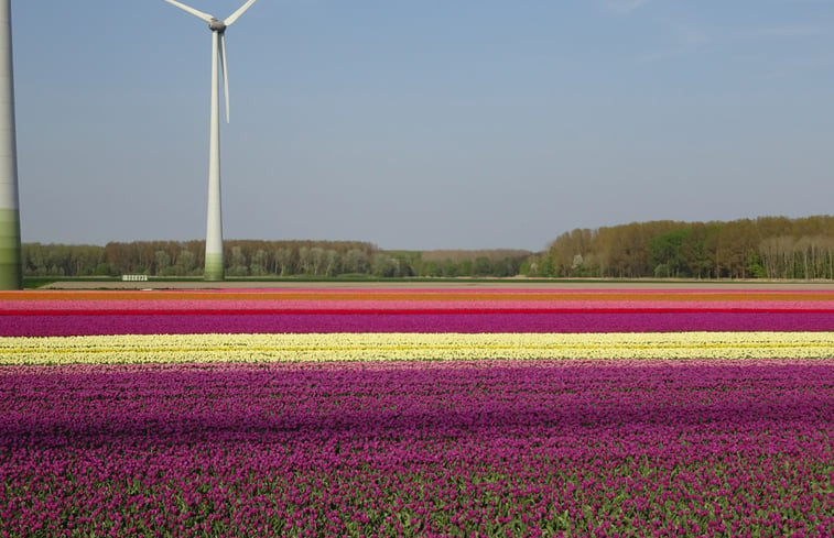 Natuurhuisje in Hulshorst