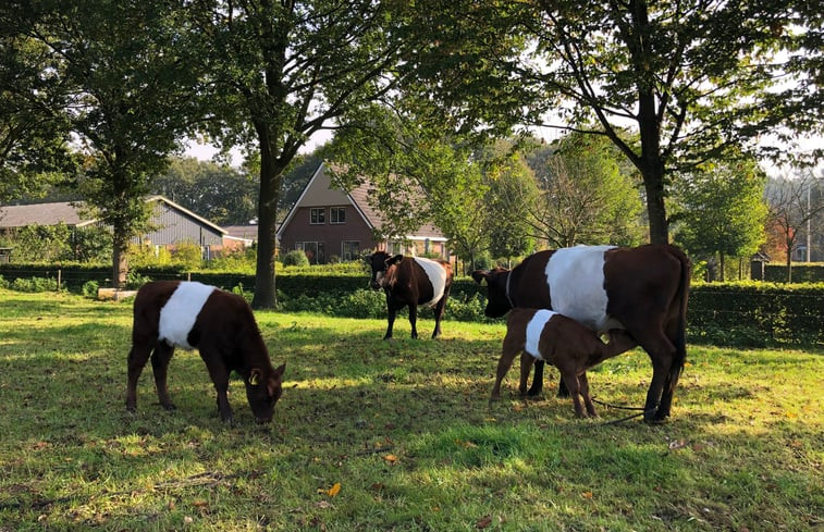 Natuurhuisje in Lettele