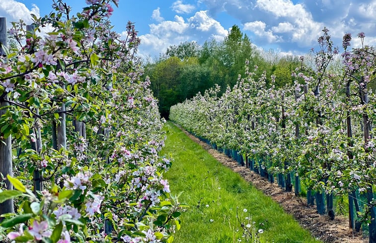 Natuurhuisje in Wissenkerke