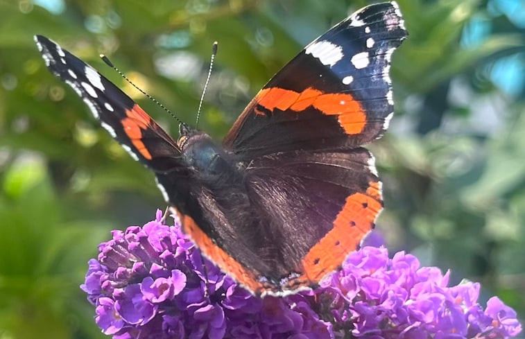 Natuurhuisje in Grobbendonk