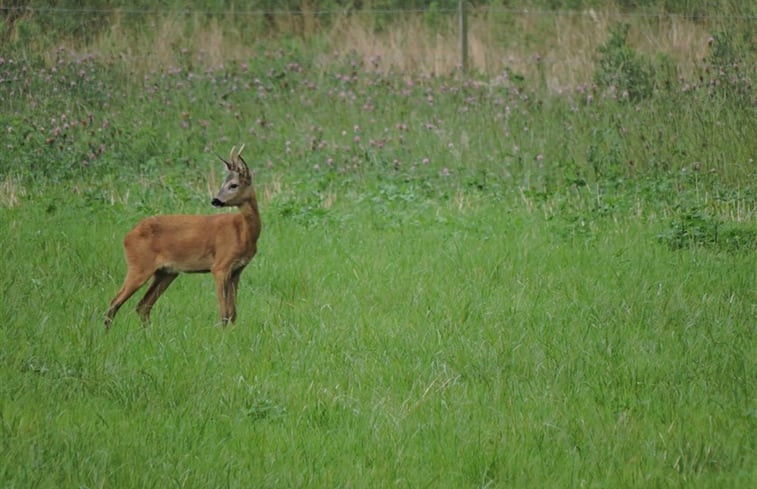 Natuurhuisje in de Lutte