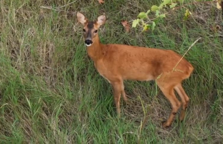 Natuurhuisje in Cetona