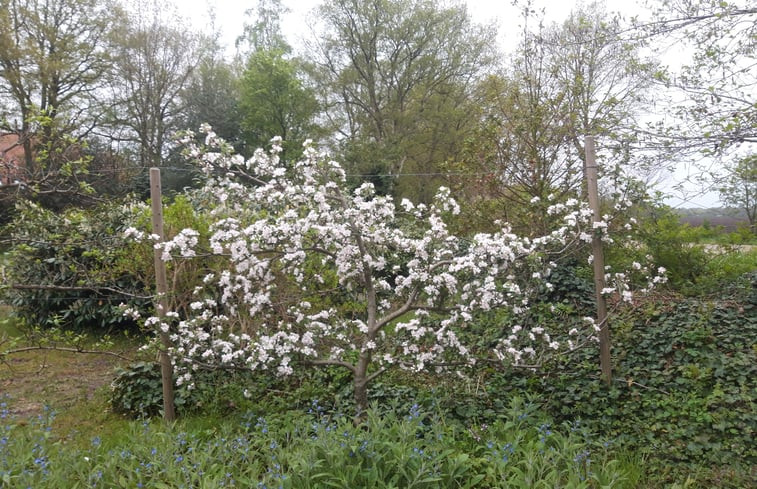 Natuurhuisje in Uffelte