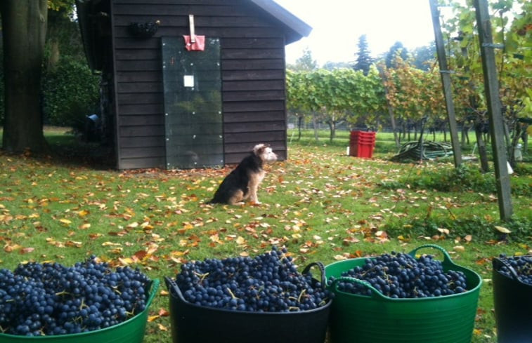 Natuurhuisje in De Steeg