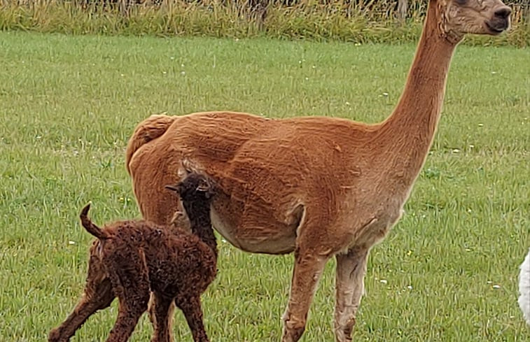 Natuurhuisje in Oosterblokker