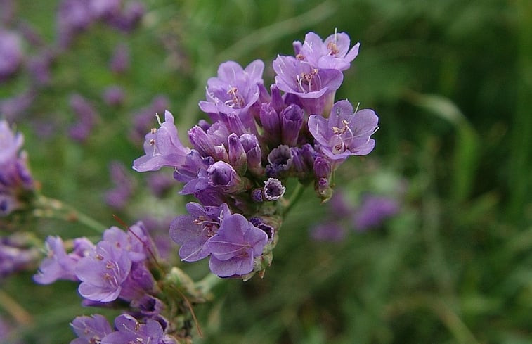 Natuurhuisje in Tiszagyenda