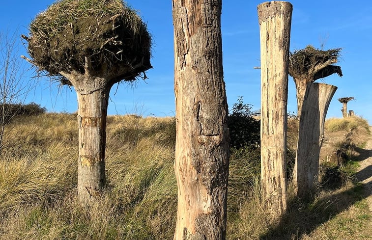 Natuurhuisje in Ouddorp